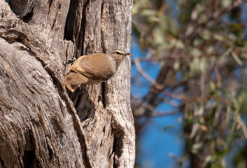 Obraz premium Brown Treecreeper bird with insect in beak
