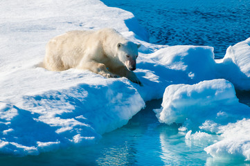 Large polar bear lying on a large ice pack in the Arctic Circle, Barentsoya, Svalbard, Norway © Don Landwehrle