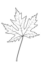 Black vector outline maple leaf