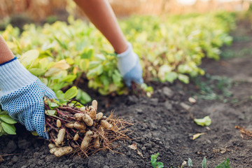 Picking peanuts. Farmer woman pulling peanuts out of soil. Autumn harvesting. Farming and gardening...