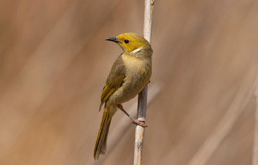 Fototapeta premium White Plumed Honeyeater standing on a reed