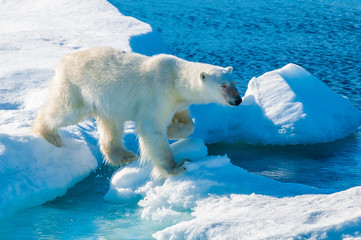 Large polar bear walking on the ice pack in the Arctic Circle, Barentsoya, Svalbard, Norway