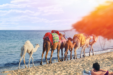 Girl on the beach looks at the caravan of camels going along the sea. Fun for tourists on the arabic sea coast. Tunisia, Africa, middle East.