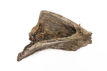 Dried wood tree branch isolated on a white background.