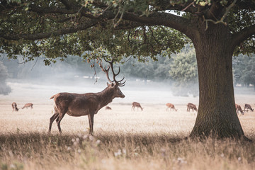 Portrait of majestic powerful adult red deer stag in autumn fall forest