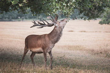 Portrait of majestic powerful adult red deer stag in autumn fall forest