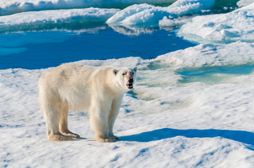 Large polar bear walking on the ice pack in the Arctic Circle, Barentsoya, Svalbard, Norway
