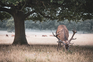 Portrait of majestic powerful adult red deer stag in autumn fall forest