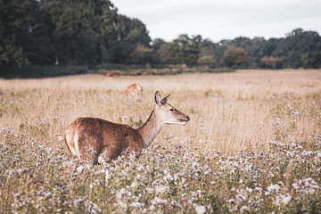 Portrait of majestic powerful adult red deer stag in autumn fall forest