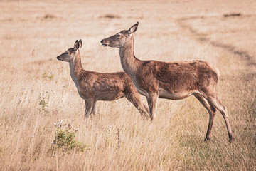 Mother and baby deer.