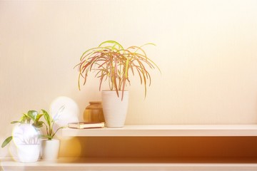House plants in a flower pots on desk