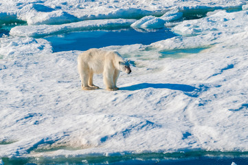 Large polar bear walking on the ice pack in the Arctic Circle, Barentsoya, Svalbard, Norway