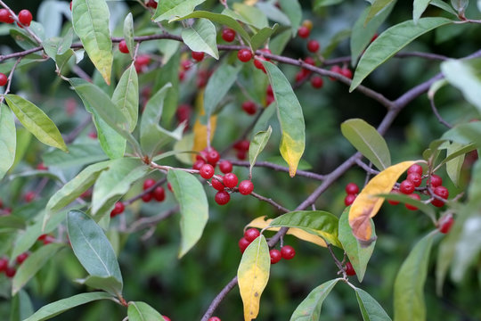 Autumn Olive or Japanese silverberry