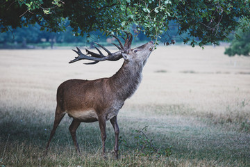 Portrait of majestic powerful adult red deer stag in autumn fall forest