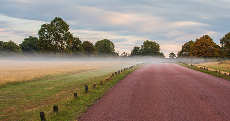 Early morning fog settling into the Richmond Park in London