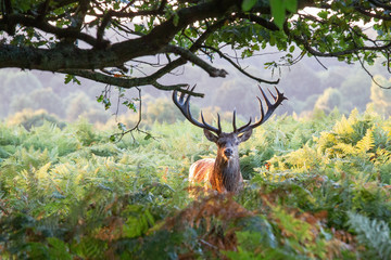 Portrait of majestic powerful adult red deer stag in autumn fall forest