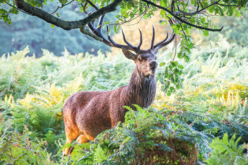 Portrait of majestic powerful adult red deer stag in autumn fall forest