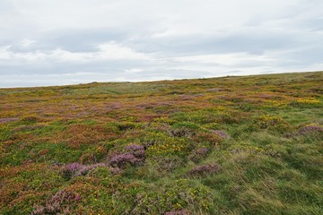 Fototapeta na wymiar Highland Meadow with Purple Flowers