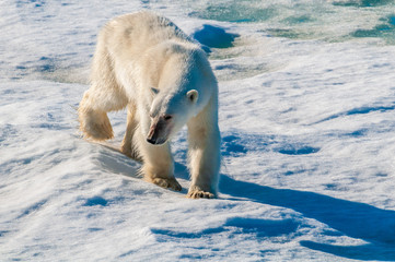 Large polar bear walking on the ice pack in the Arctic Circle, Barentsoya, Svalbard, Norway