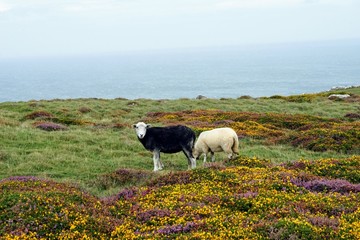 Black and White Sheep Grazing in a Colorful Field