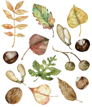Watercolor autumn set of hazel-nuts, chestnut, maple seeds, planetree seed pods, oak, birch, poplar, and ash leaves.