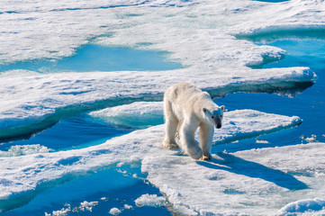 Large polar bear walking on the ice pack in the Arctic Circle, Barentsoya, Svalbard, Norway