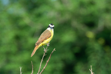 Fototapeta premium Bienteveo Común