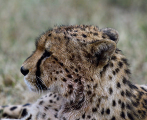 Cheetah