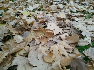 autumn leaves on ground