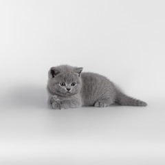 british cats on the studio backgrounds