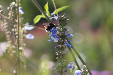 Humble-bee collecting pollen sitting on blue blossom. 