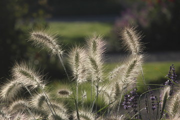 Heads of bristly dogs tail gras, like corn, shot against the light. 