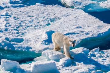 Large polar bear walking on the ice pack in the Arctic Circle, Barentsoya, Svalbard, Norway © Don Landwehrle