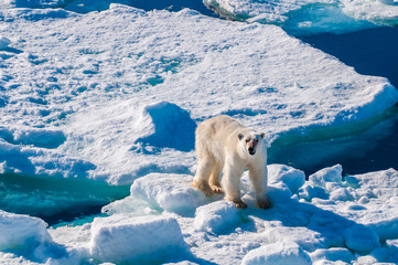 Large polar bear walking on the ice pack in the Arctic Circle, Barentsoya, Svalbard, Norway