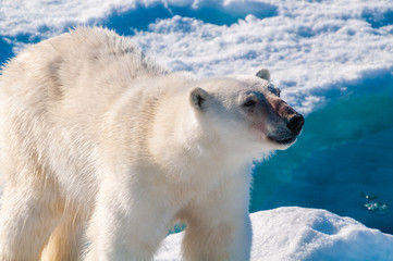 Large polar bear walking on the ice pack in the Arctic Circle, Barentsoya, Svalbard, Norway © Don Landwehrle