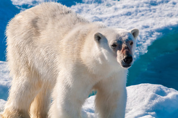 Large polar bear walking on the ice pack in the Arctic Circle, Barentsoya, Svalbard, Norway