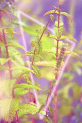 Close-up on mint leaves and flowers outdoors toned in neon colors