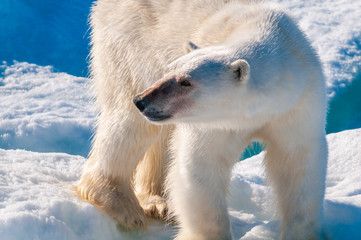 Large polar bear walking on the ice pack in the Arctic Circle, Barentsoya, Svalbard, Norway