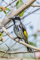 White-cheeked Honeyeater