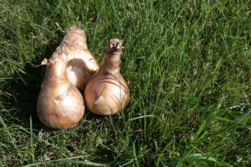 Three narcissi blend bulbs with copy space