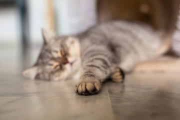 Scottish Straight. Cute cat portrait, happy pet.