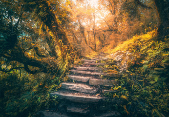 Stone steps in beautiful old tropical forest in fog at sunset in autumn. Colorful fall landscape with stone stairs, trees with orange foliage, gold sunlight. Enchanted forest. Beautiful nature. Travel