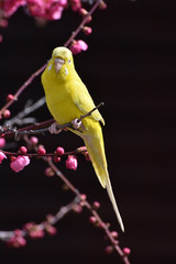 インコと梅