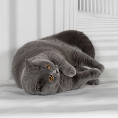 british cats on the studio backgrounds