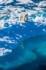 Large polar bear walking on the ice pack in the Arctic Circle, Barentsoya, Svalbard, Norway © Don Landwehrle
