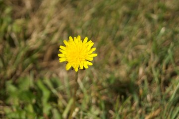 A weed flower in a yard