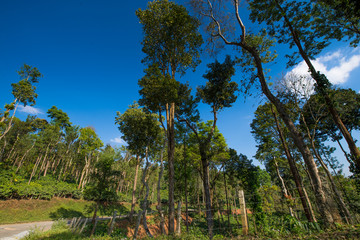 Fototapeta premium trees and blue sky - environment conservation