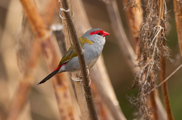 Red browed finch perched on a reed stem at Mudgee