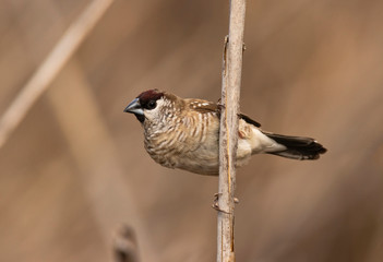 Plum headed finch with copy space
