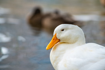 Nice rare snow white duck on lake nature wild birds life
